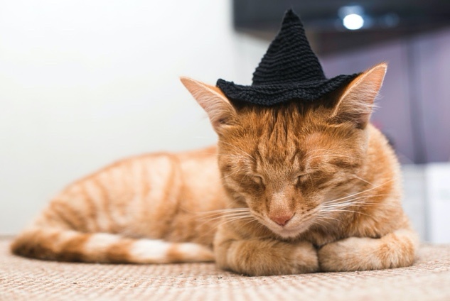 Cat_Witch_Halloween_Costume.jpg